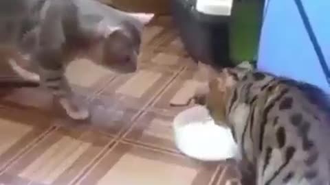 funny cats sharing milk to eachother