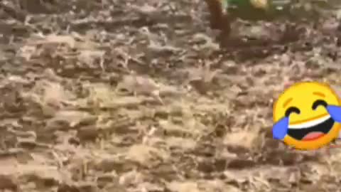 A bird that cares