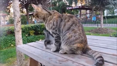 Mama Cat's Reaction to her kitten, When Kitten biting her tail