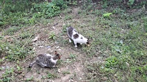 Cute stray cats that don't get along