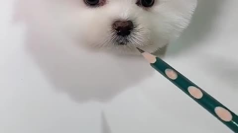 Small White Dog#cute