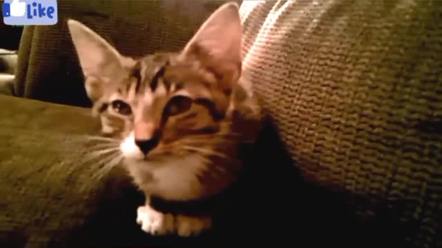 Funny Cats and Kittens Meowing Compilation part 02