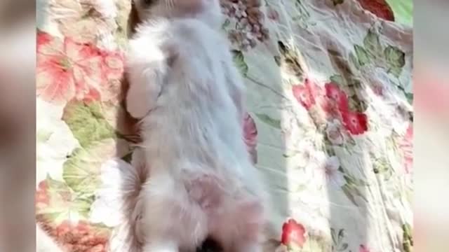 Cat funny video cat funny video