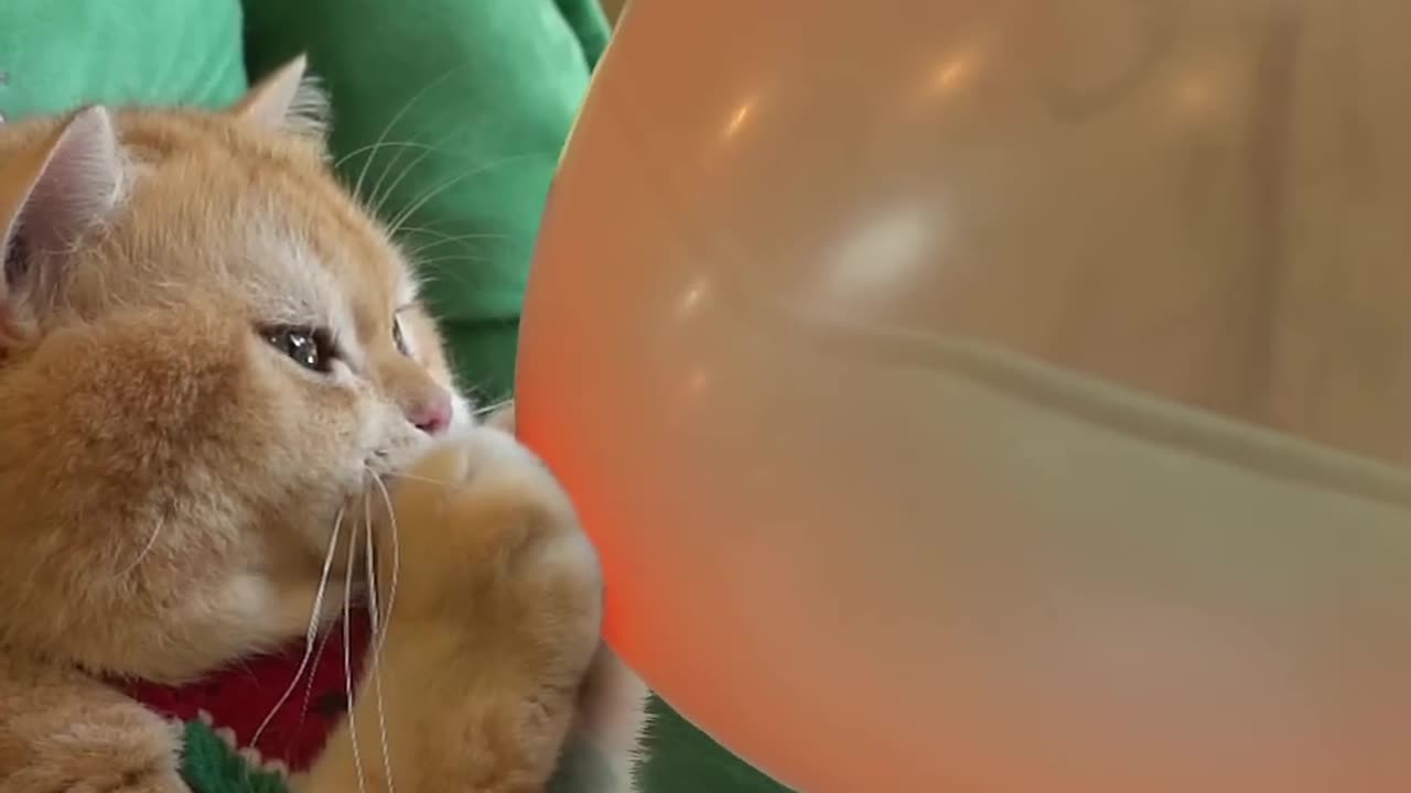 Cat's playing with balloon