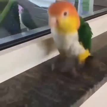 A parrot walks on the marble in a beautiful way