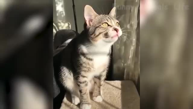 funniest and cute cat talking