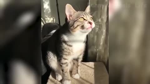 funniest and cute cat talking