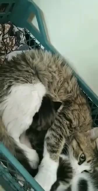 besha want to milk feeding but nanos didn't let her