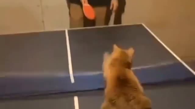 Kitten winning ping pong match