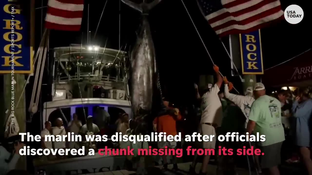 Blue marlin bite marks disqualify crew from $3.5 million prize | USA TODAY