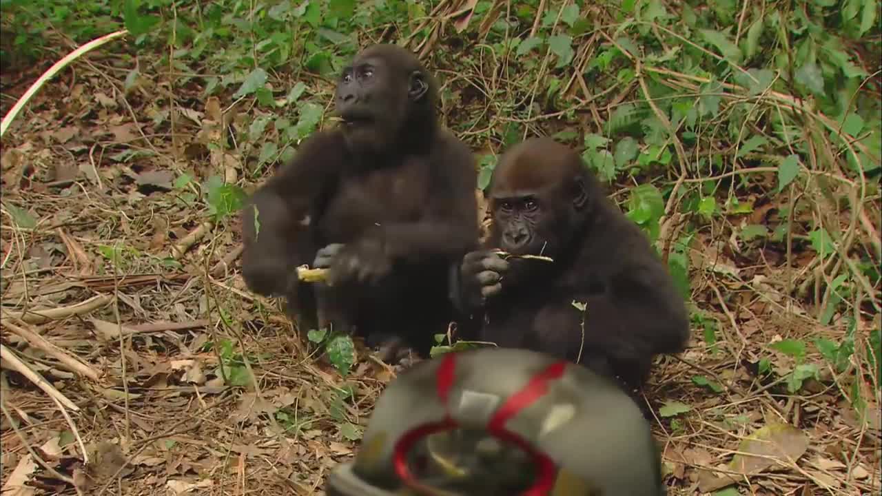 _GORILLA_ _Animals For Kids _ All Things Animal TV