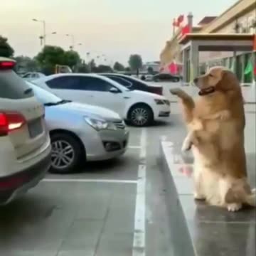 The best assistant🐶