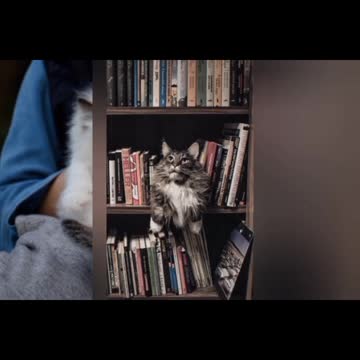 #rumble #rumblecats #rumbleviral #rumblefeature #rumblevidoes #featurevideo #viralvideo