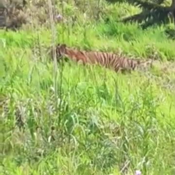 Tigers spotted near tourist destination in Malaysia.