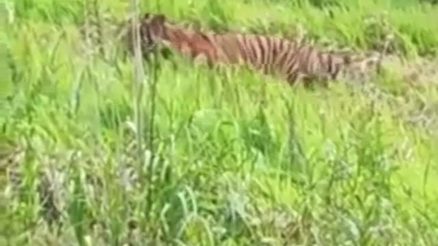 Tigers spotted near tourist destination in Malaysia.