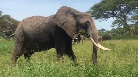 Elephant eating grass