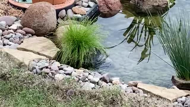 My Backyard Pond