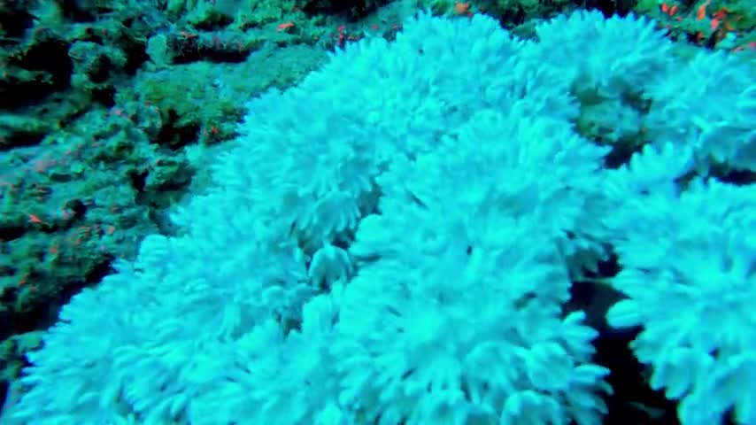 Coral feeding in the ocean current is beautiful and mesmerizing