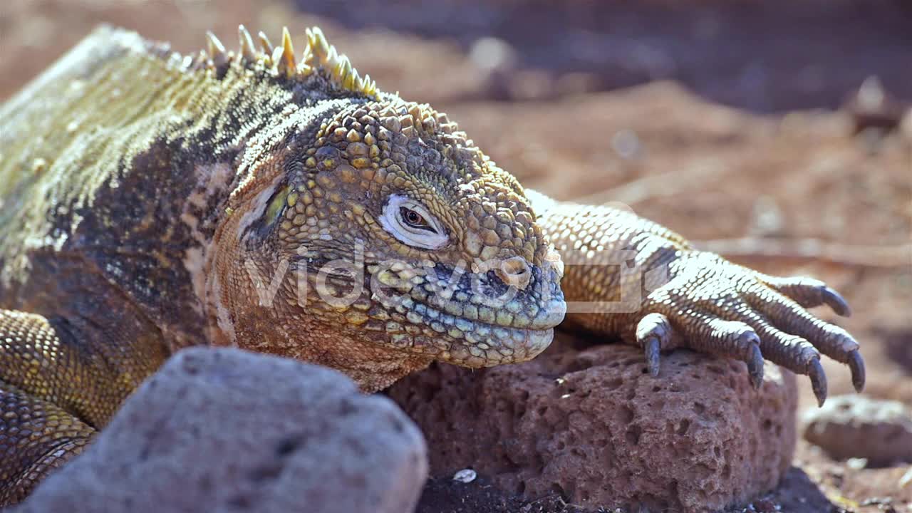 Extreme close up of a land iguana