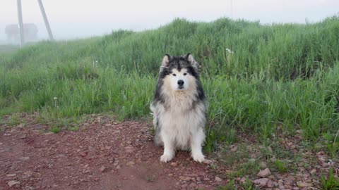 Dog in road side