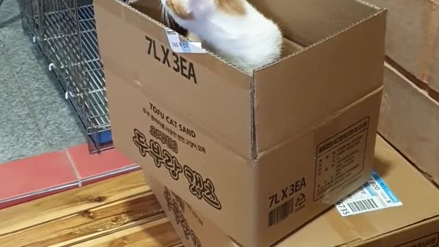 The cat in the box.