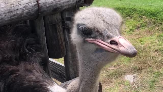 feeding ostrich