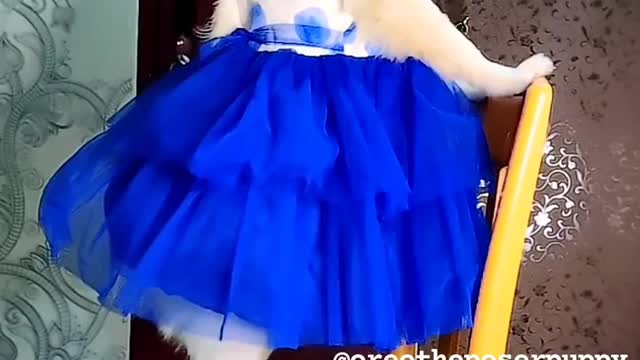 Funny Dog 🐕🐕🐕🐕