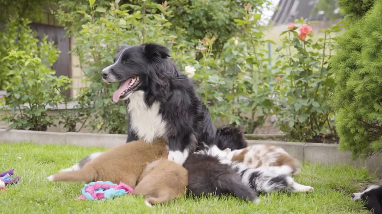 A mother dog runs away from her puppies, they scatter around the garden