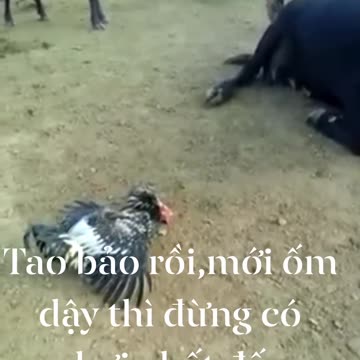 Gà cũng bị thượng kê phong