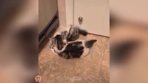 Funny Animals 2022 - Cute Dogs and Cats Doing Funny Things