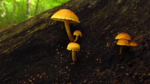 Mushrooms