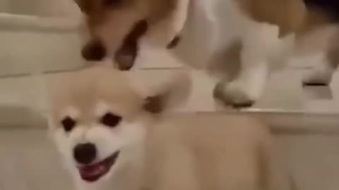 😂 Funny pets videos №24