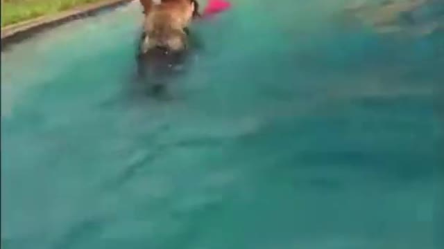 Dogs Protect Kids and Saves Them From Drowning *SHOCKING*