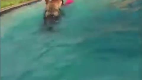 Dogs Protect Kids and Saves Them From Drowning *SHOCKING*