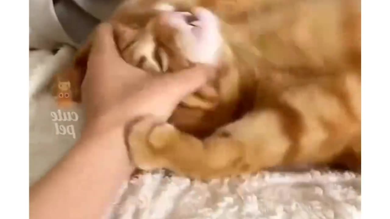 Kittu