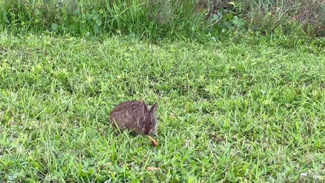 Hungry Rabbit and Carrots