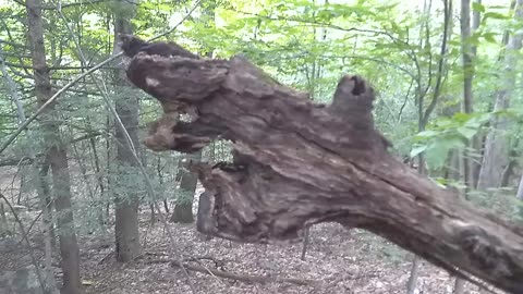 Tree Face