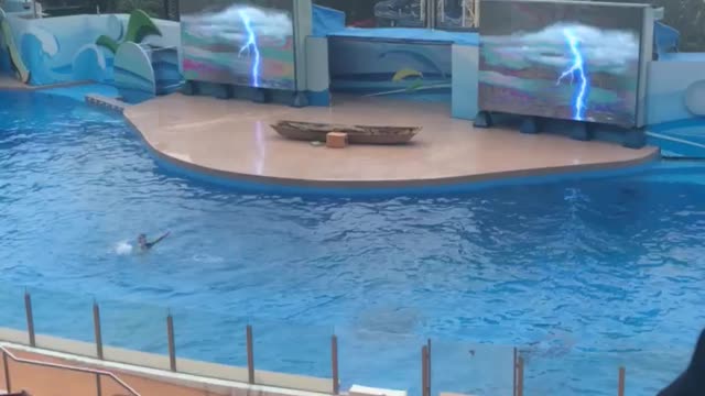 Hong Kong Disneyland dolphin show