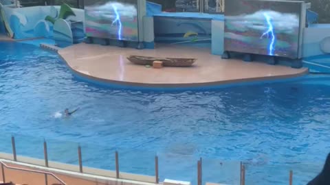 Hong Kong Disneyland dolphin show