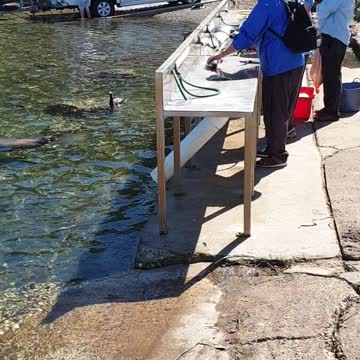 Manta Ray and seal waiting for lunch