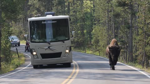 Footage of a bison in the road