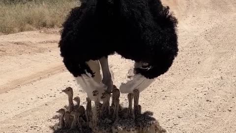 Chilling in the shade 🐥