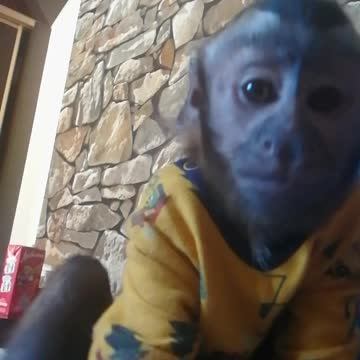 Обезьянка и запеканка