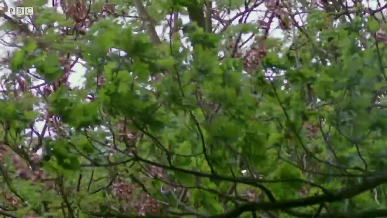 Feeding A Hungry Barn Owl Chick | Five Owl Farm | BBC Earth