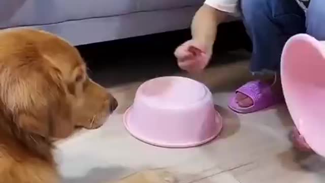 Funniest cats and dogs funny