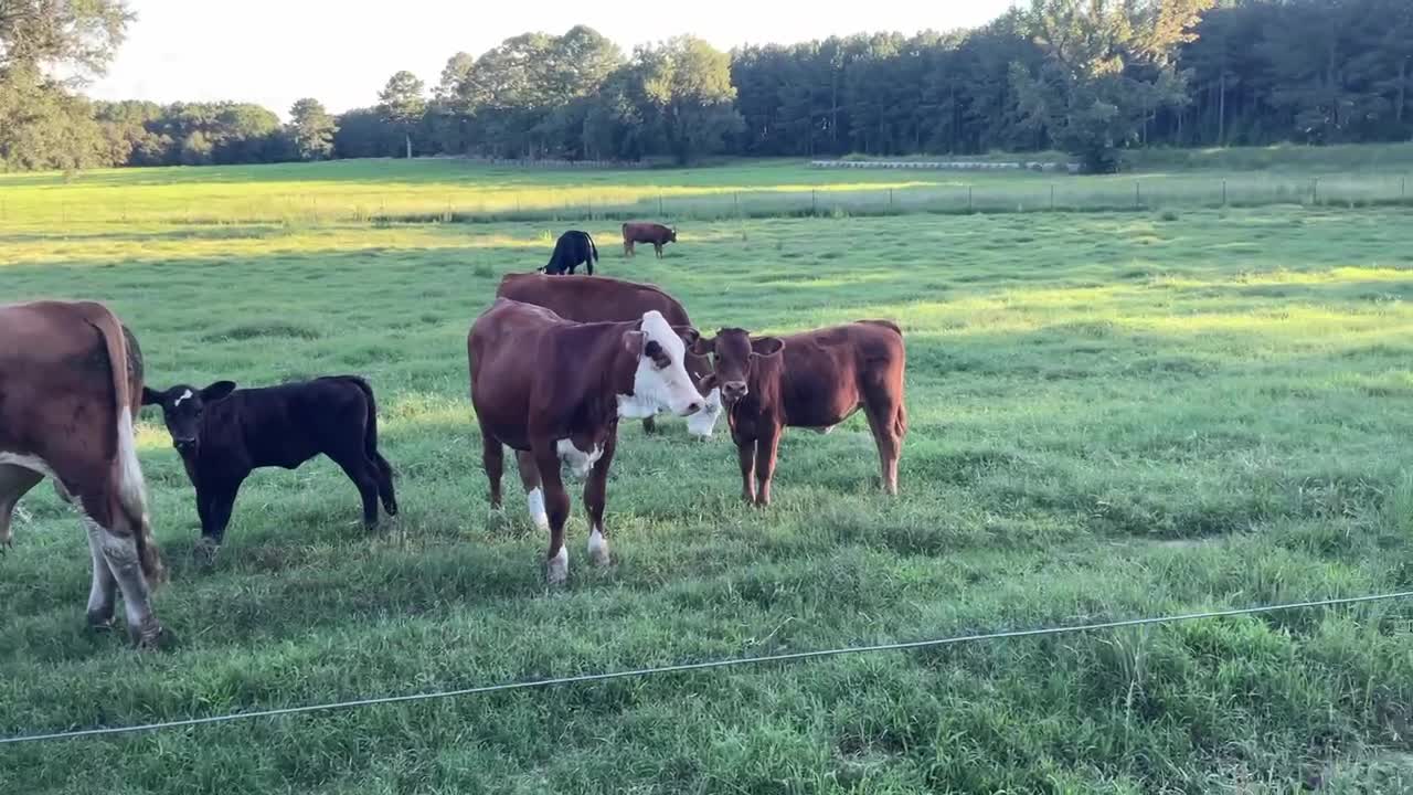 Cats and cows together!