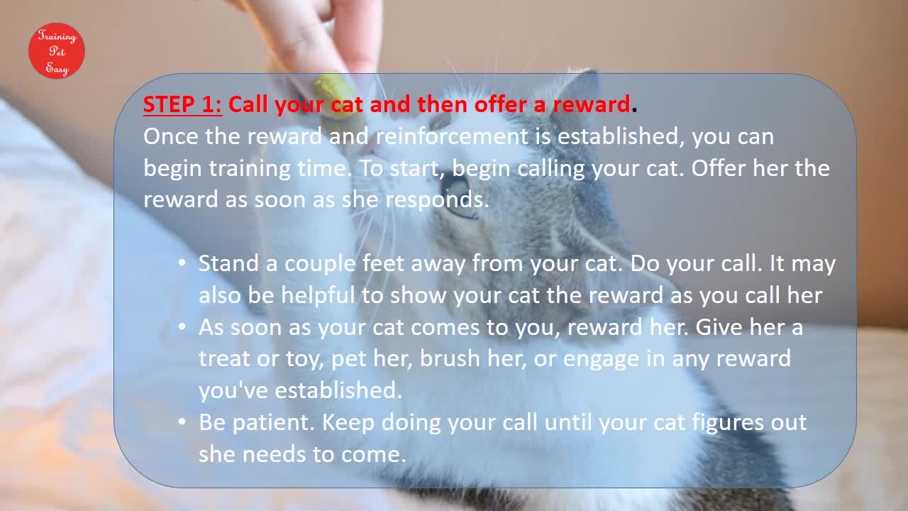Training cat to come when you call