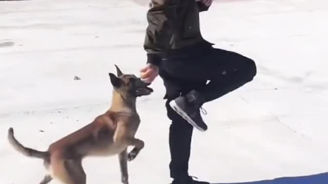 Dog Training