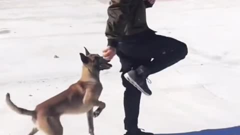 Dog Training