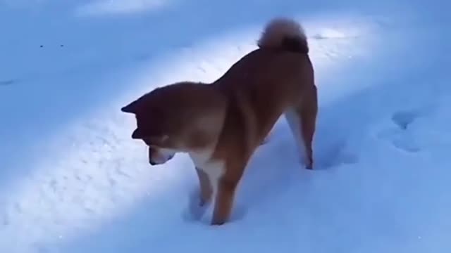 dog 🐕discovers snow ❄️for the first time and absolutely loves it